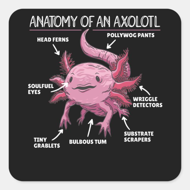 Axolotl Explanation Anatomy Of An Axolotl Square Sticker (Front)