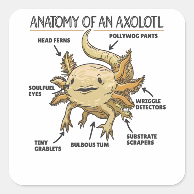 Axolotl Explanation Anatomy Of An Axolotl Square Sticker (Front)