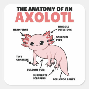 Axolotl Explanation Anatomy Of An Axolotl Square Sticker