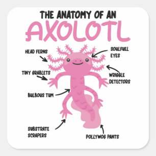Axolotl Explanation Anatomy Of An Axolotl Square Sticker