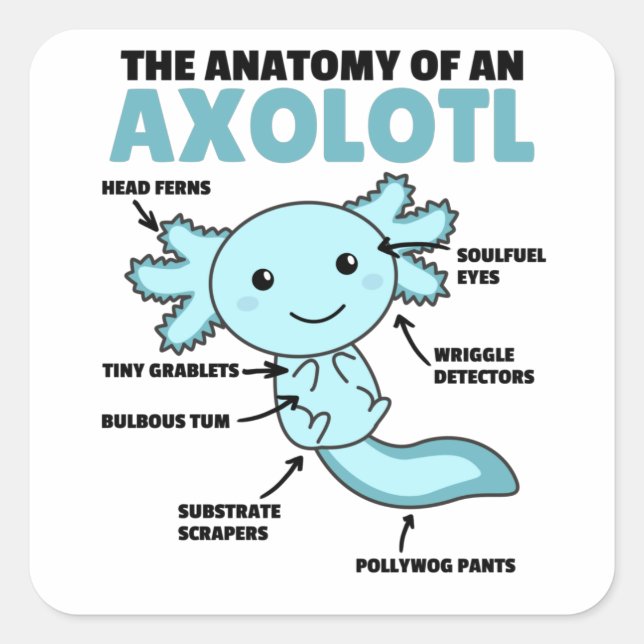 Axolotl Explanation Anatomy Of An Axolotl Square Sticker (Front)