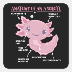 Axolotl Explanation Anatomy Of An Axolotl Square Sticker
