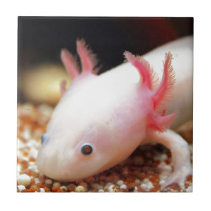 Axolotl Weiling Tile