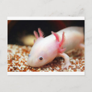 Axolotl Weißling Postcard