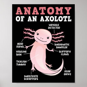 Axolotls Anatomy Of An Axolotl Kawaii Poster