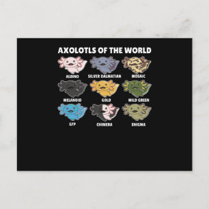 Axolotls From The World Sweet Animals Axolotl Postcard