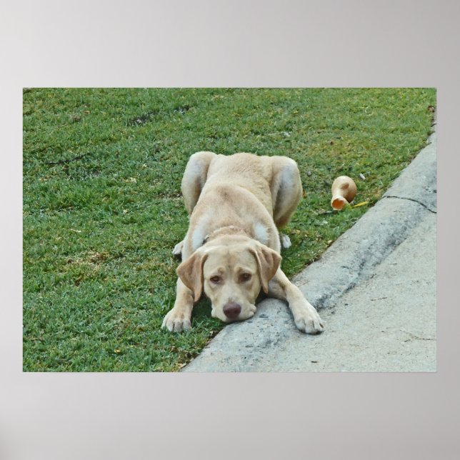 AY- Yellow Labrador Puppy Pouting Poster (Front)