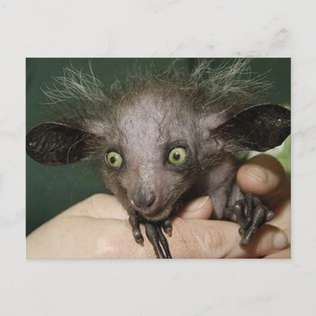 Aye-Aye With Green Eyes, Big Ears and Spare Hair Postcard (Front)