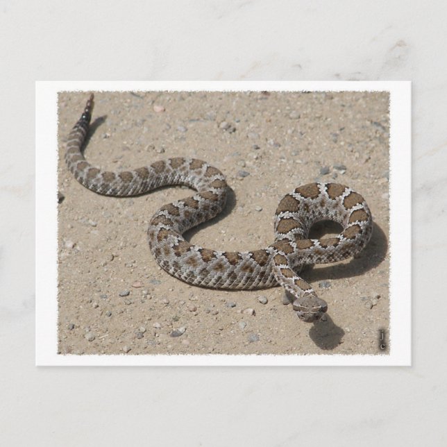 AZ Black Rattlesnake (Do not click if squeemish) Postcard (Front)