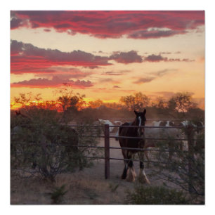 AZ Horse Sunset Glossy Poster