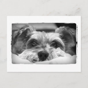 aza black and white photography postcard