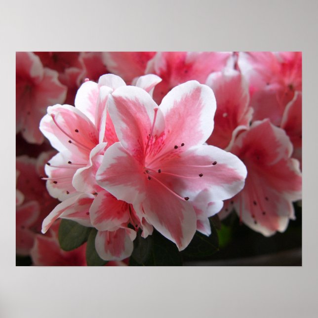 Azalea #3 poster (Front)