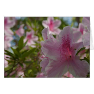 Azalea Aloha!