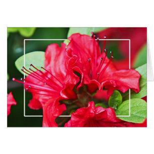 Azalea Blossoms