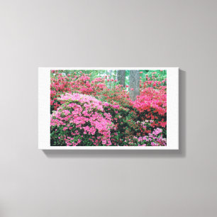 Azalea Canvas Print