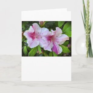 Azalea, Card