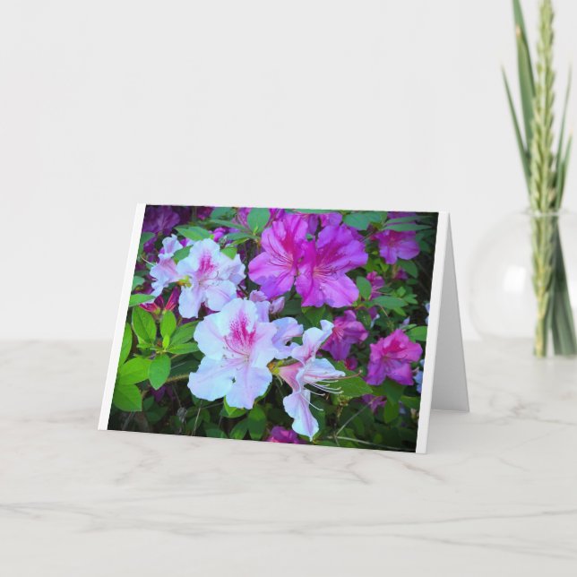 Azalea, Card (Front)