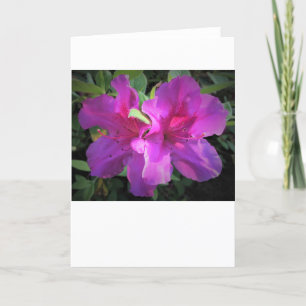 Azalea, card
