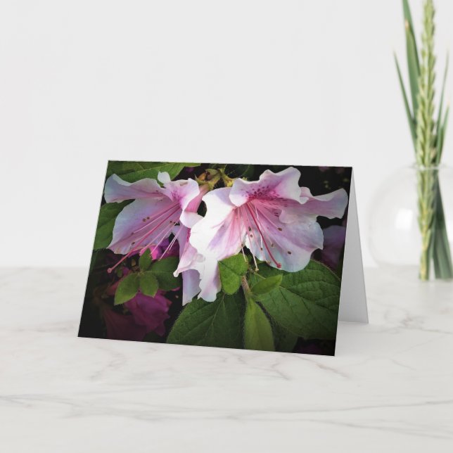 Azalea, card (Front)