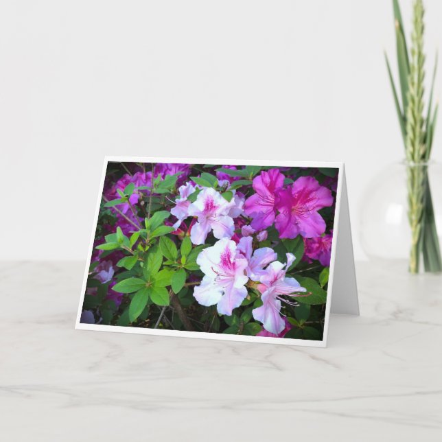 Azalea, card (Front)