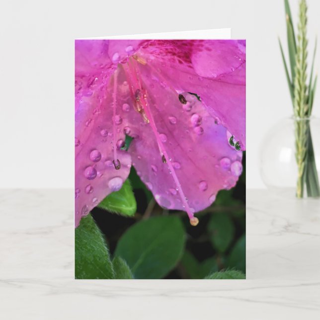Azalea, card (Front)