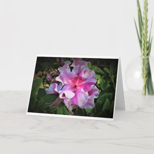 Azalea, card (Front)