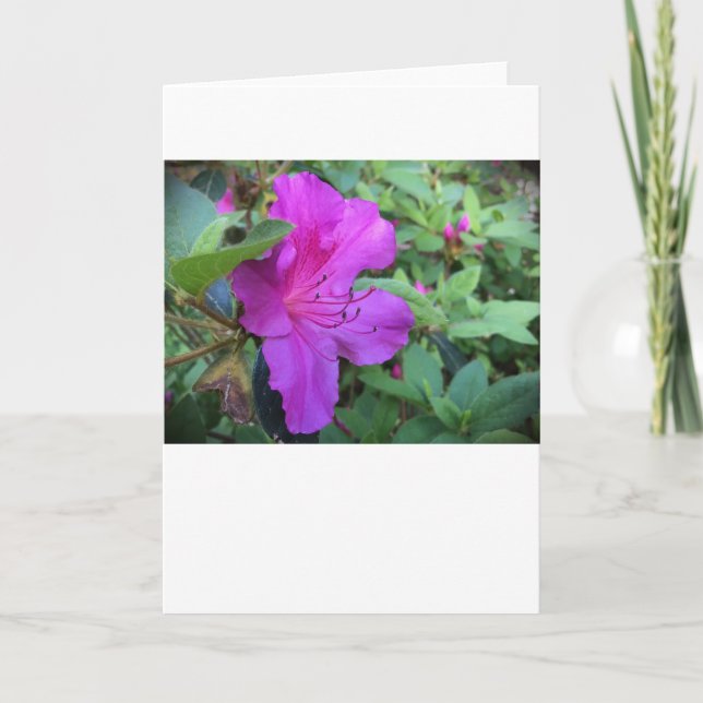 Azalea, Card (Front)