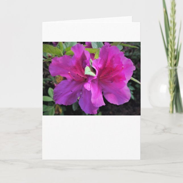 Azalea, card (Front)