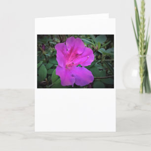 Azalea, card