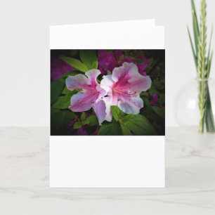 Azalea, card