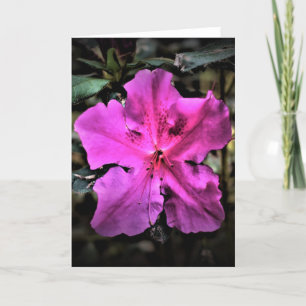 Azalea, card