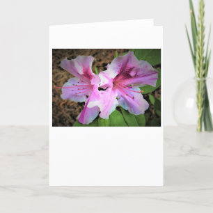 Azalea, card
