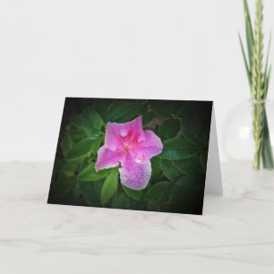 Azalea, card