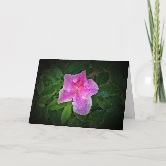 Azalea, card (Front)