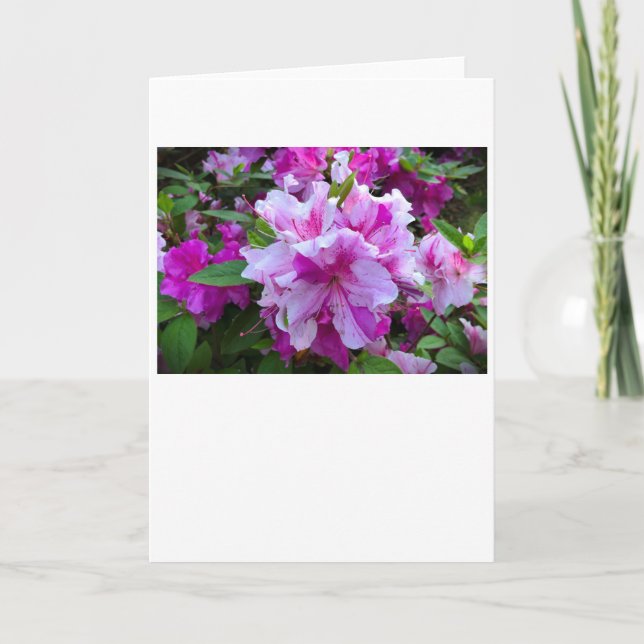 Azalea, card (Front)