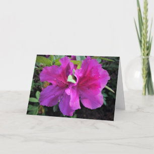 Azalea, card