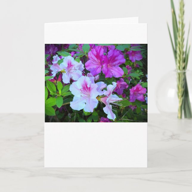 Azalea, Card (Front)
