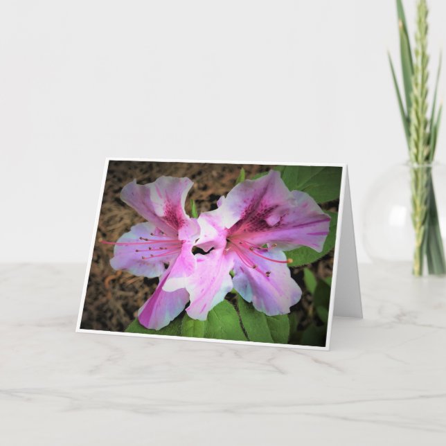 Azalea, card (Front)