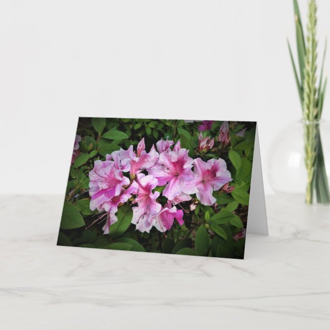 Azalea, card (Front)