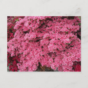 Azalea Cluster Postcard