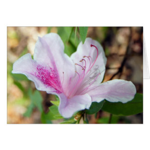 Azalea Festival