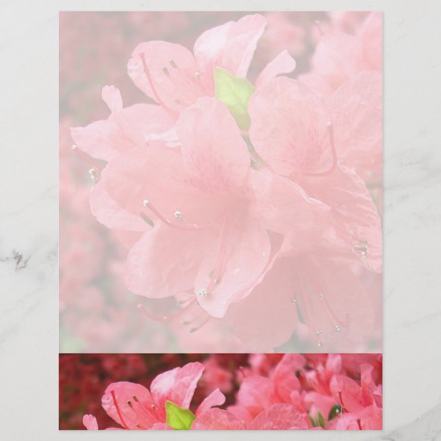 Azalea Field - Letterhead (Front)