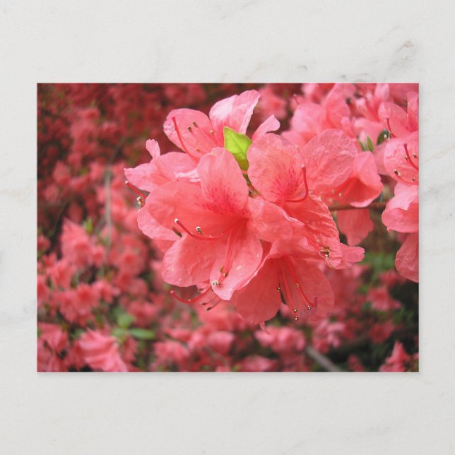 Azalea Field - Postcard (Front)