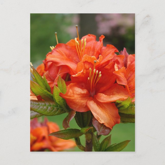 AZALEA FLOWERS 14 Orange Azaleas Cards Gifts Mugs (Front)