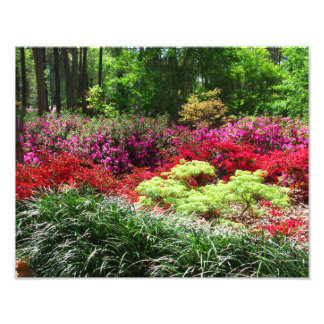 Azalea Gardens Photo Print