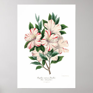 Azalea indica bealii poster