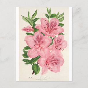 Azalea Indica (Hybrida) Gigantiflora by Lemaire Postcard