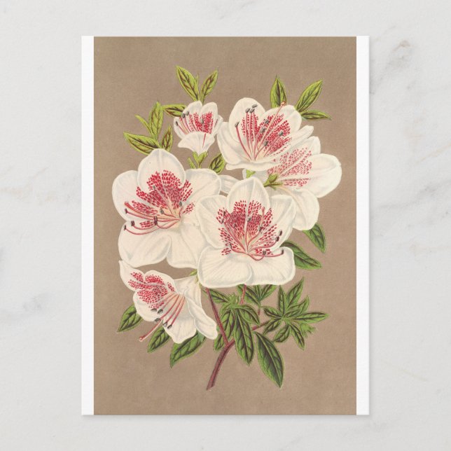 Azalea (indica) Reine des Pays-Bas by Lemaire Postcard (Front)
