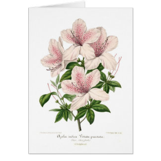 Azalea indica - vittata punctata