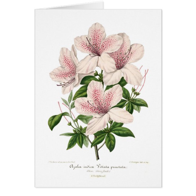 Azalea indica - vittata punctata (Front)